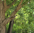 Misa Gyeongjeong Park 'Misa Forest Road می خواهد راه برود “